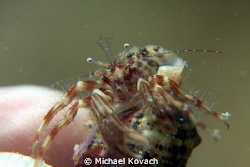 Red Striped Hermit Crab at the Fish Camp Rocks off the be... by Michael Kovach 